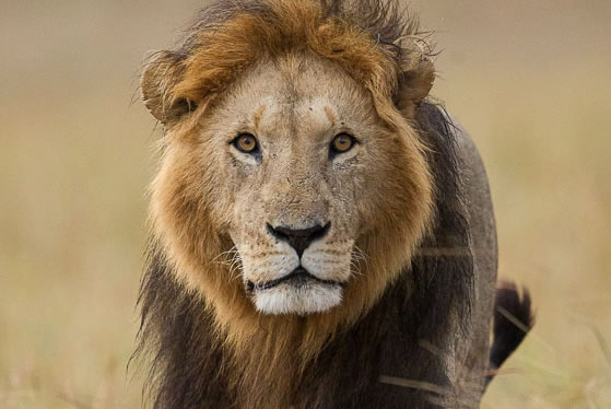 A lion resting in the grass of the Masai Mara